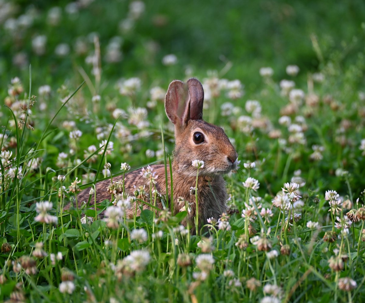 Lori Moloney (@lorifaithnyc) on Twitter photo … If I stay really still and quiet, no one will notice me … #EasternCottontail #mymorningwalk <a href="/CentralParkNYC/">Central Park</a> … If I stay really still and quiet, no one will notice me … #EasternCottontail #mymorningwalk <a href="/CentralParkNYC/">Central Park</a>