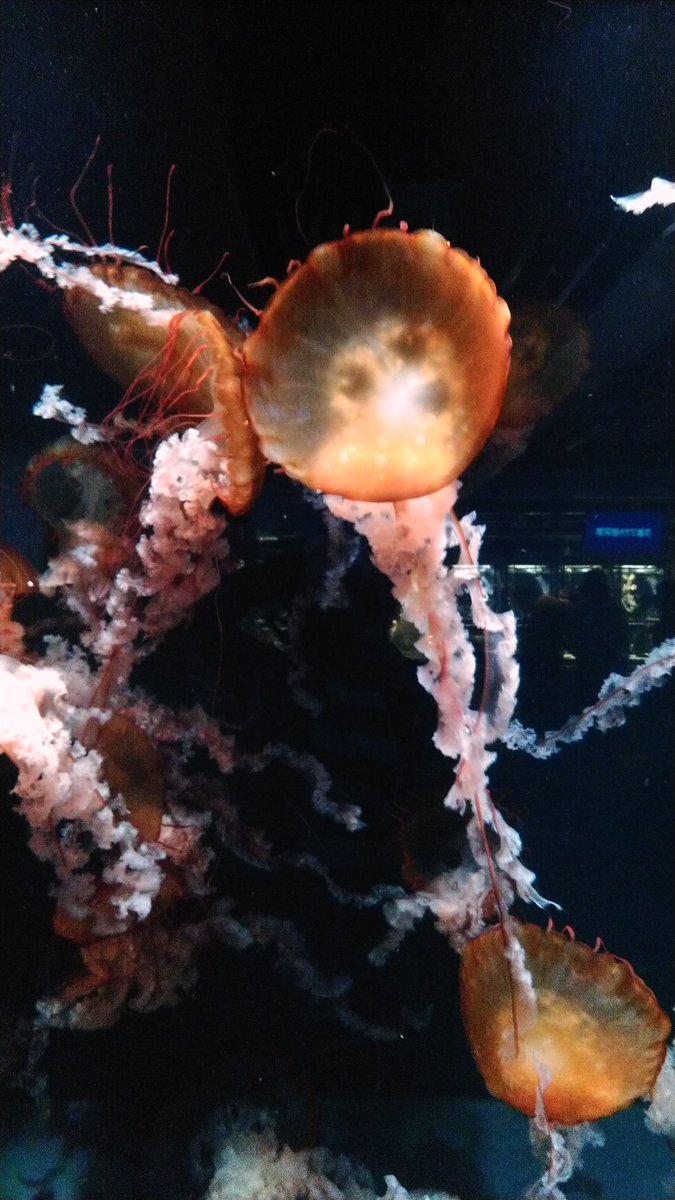 whiteshatter's tweet photo. この間海遊館行った翌日に京都水族館行ったけど、京都水族館の満足度高かった。 https://t.co/F5VuX9SdLU