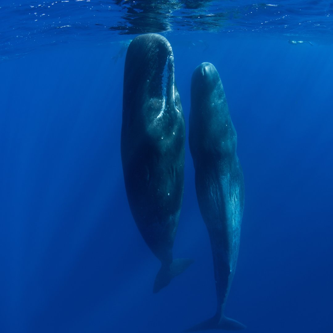 WWFFrance's tweet image. Une première mondiale : les routes migratoires des baleines sont désormais visibles ! 🐋 L’#EffetPanda 
 
Pendant 30 ans, les scientifiques ont suivi les cétacés par satellite. 
✅ Résultat : une carte interactive pour identifier les zones à protéger. 
 
Ce nouvel outil pourrait…