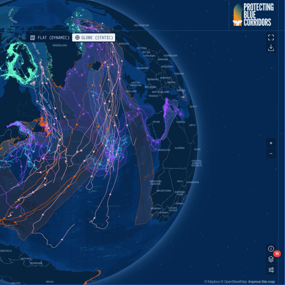 WWFFrance's tweet image. Une première mondiale : les routes migratoires des baleines sont désormais visibles ! 🐋 L’#EffetPanda 
 
Pendant 30 ans, les scientifiques ont suivi les cétacés par satellite. 
✅ Résultat : une carte interactive pour identifier les zones à protéger. 
 
Ce nouvel outil pourrait…