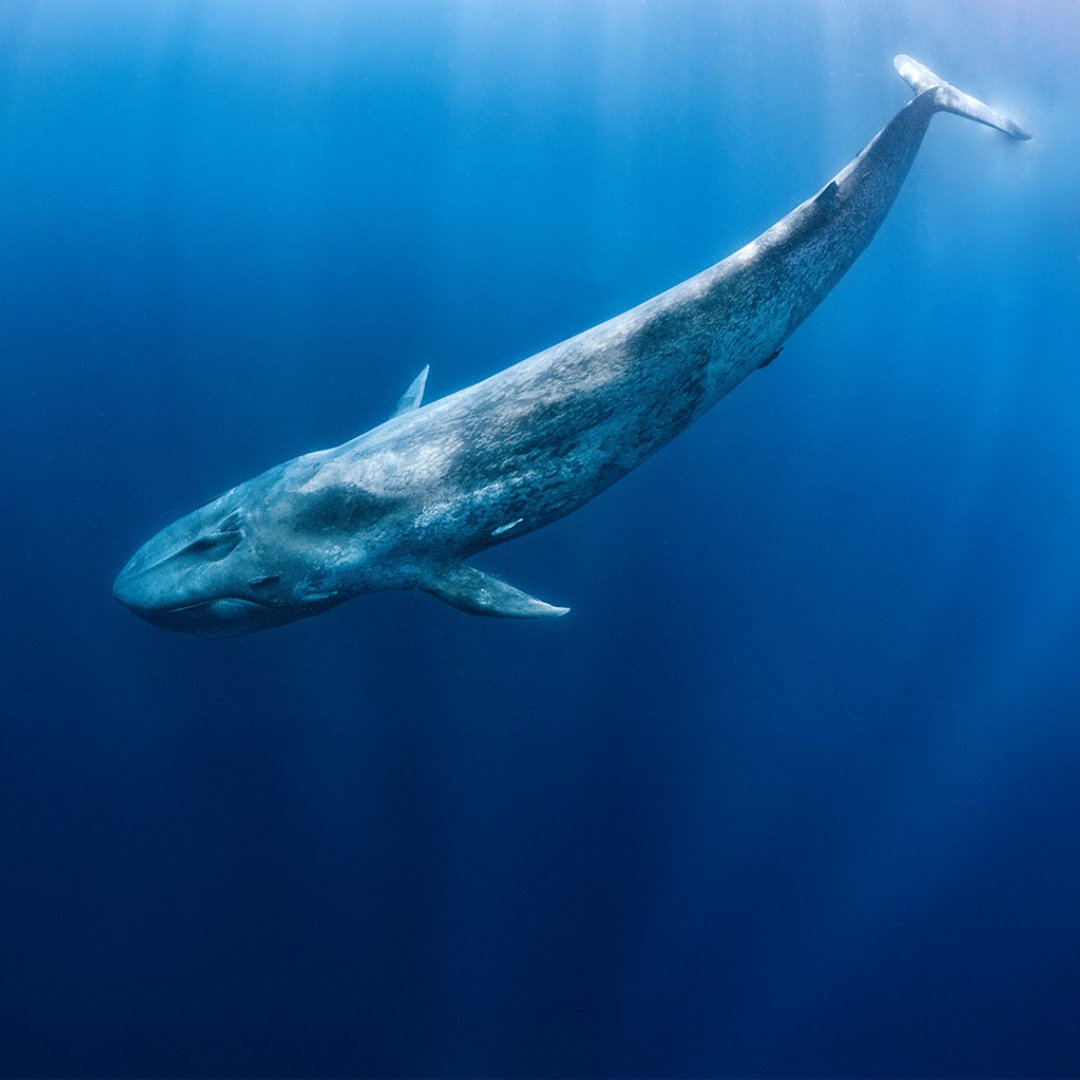 WWFFrance's tweet image. Une première mondiale : les routes migratoires des baleines sont désormais visibles ! 🐋 L’#EffetPanda 
 
Pendant 30 ans, les scientifiques ont suivi les cétacés par satellite. 
✅ Résultat : une carte interactive pour identifier les zones à protéger. 
 
Ce nouvel outil pourrait…