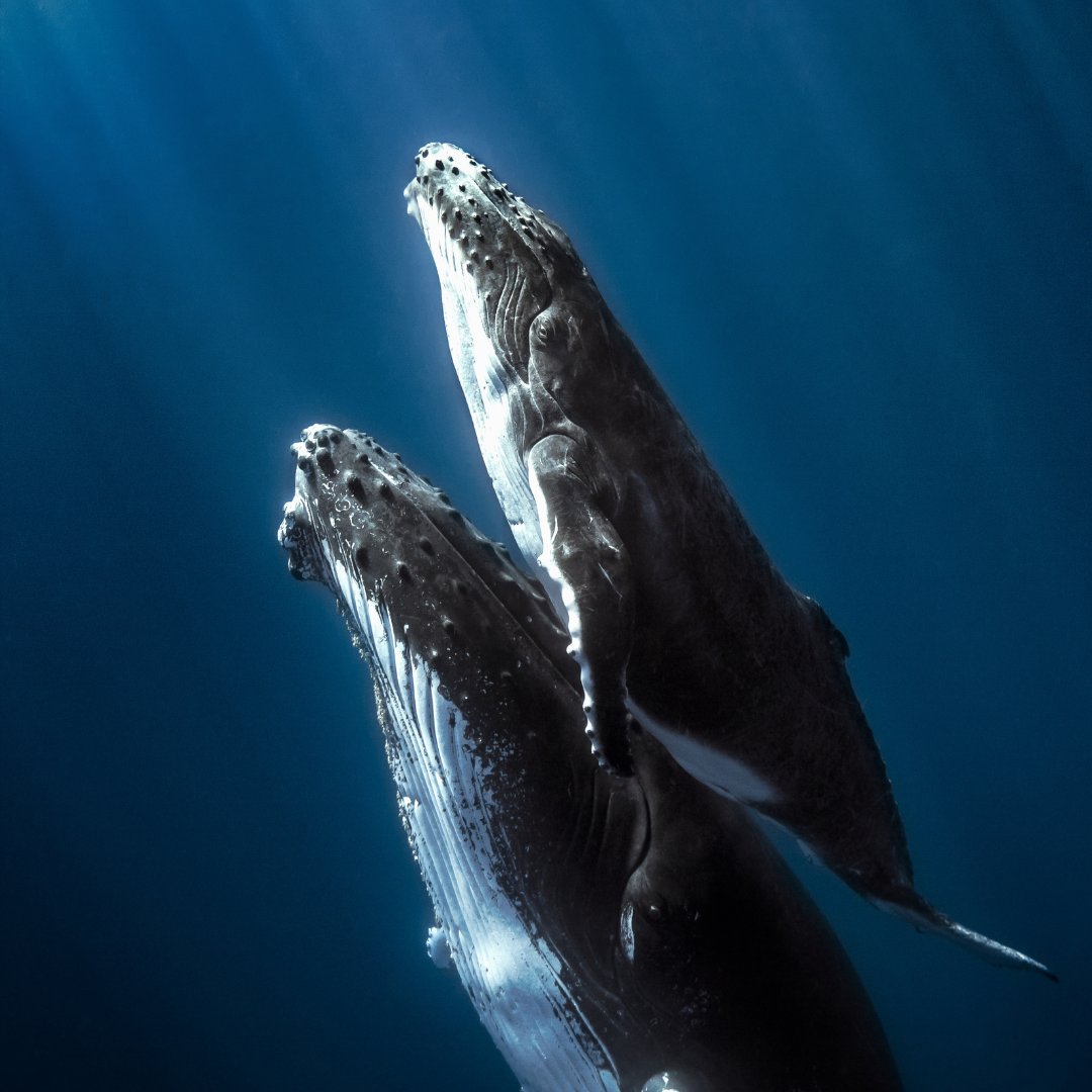 WWFFrance's tweet image. Une première mondiale : les routes migratoires des baleines sont désormais visibles ! 🐋 L’#EffetPanda 
 
Pendant 30 ans, les scientifiques ont suivi les cétacés par satellite. 
✅ Résultat : une carte interactive pour identifier les zones à protéger. 
 
Ce nouvel outil pourrait…