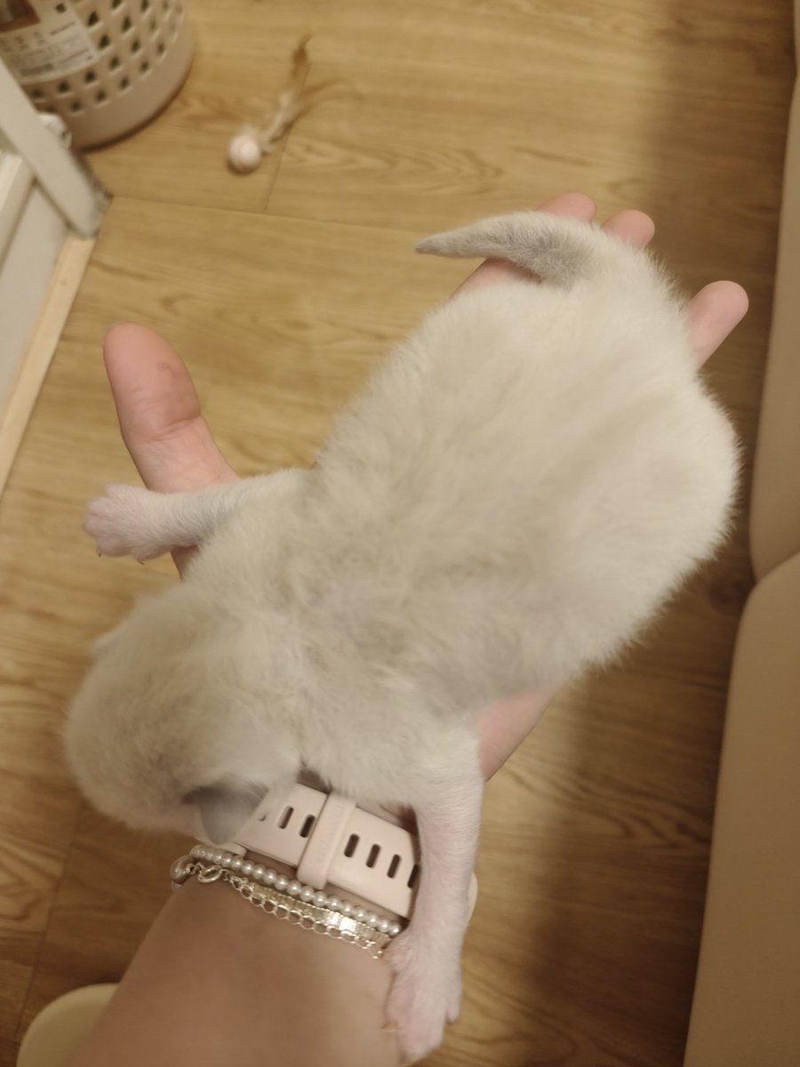 媒体预览