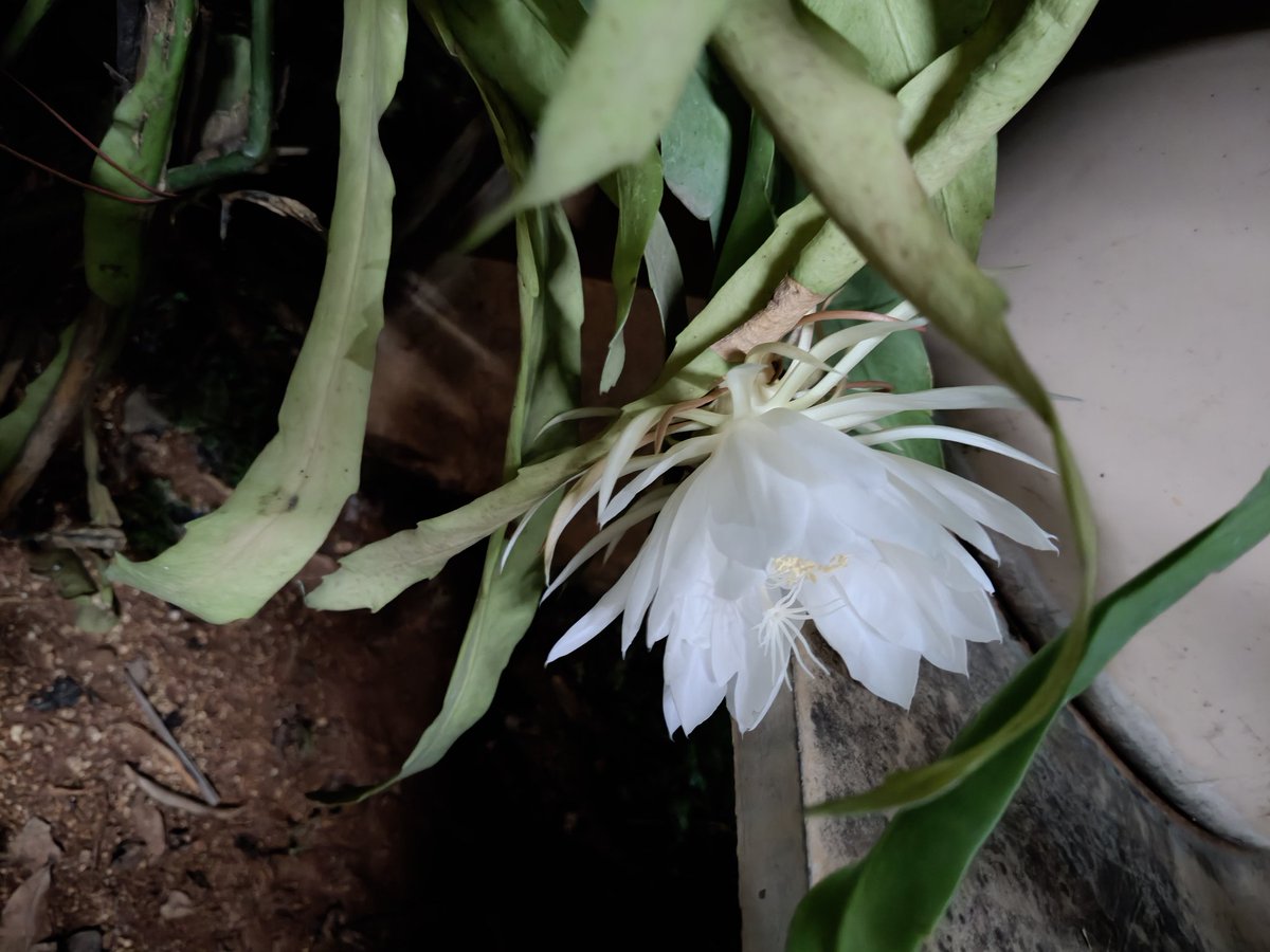 #theme_pic_India_flowers
#brahmakamalam 
Today 3 flowers bloomed in our garden