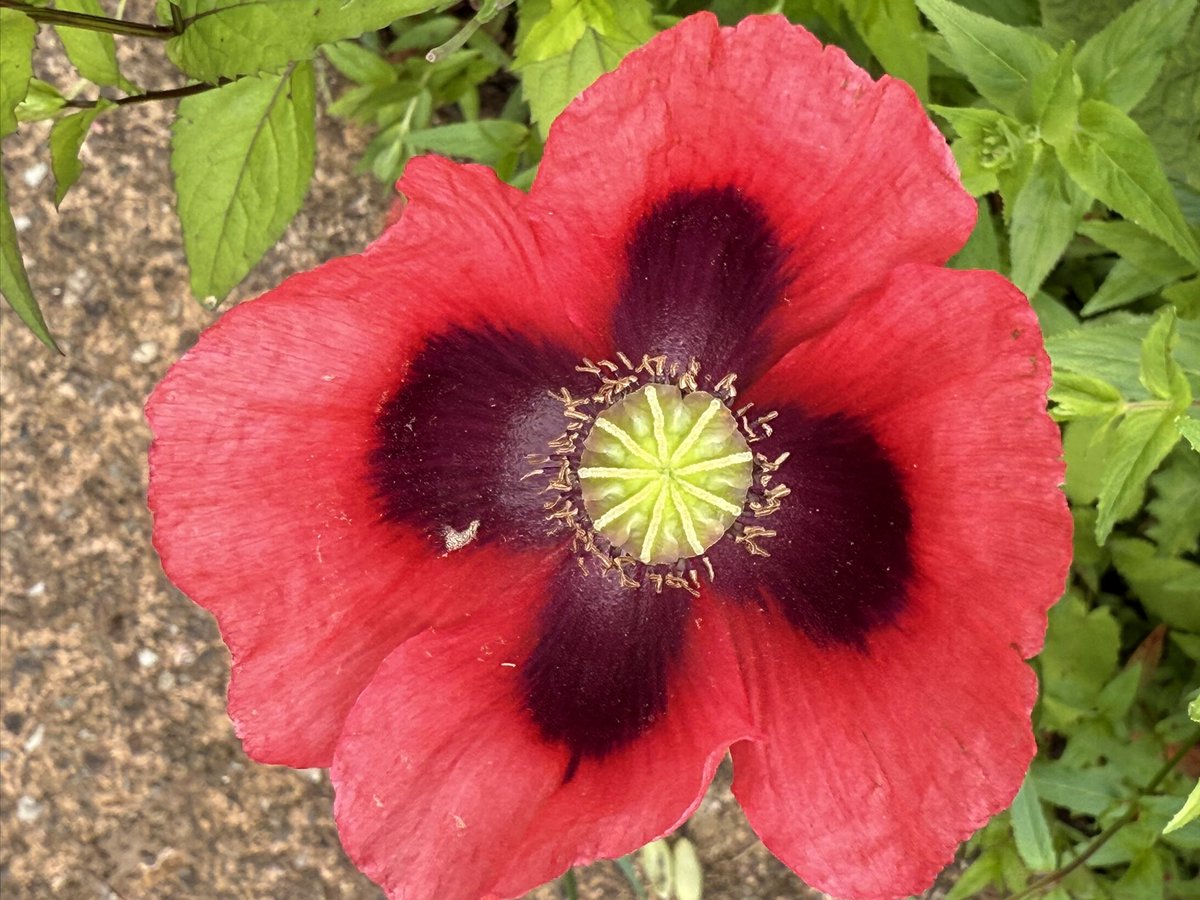 Admiring the flowers in the kitchen garden <a href="/nationaltrust/">National Trust</a> #Knightshayes