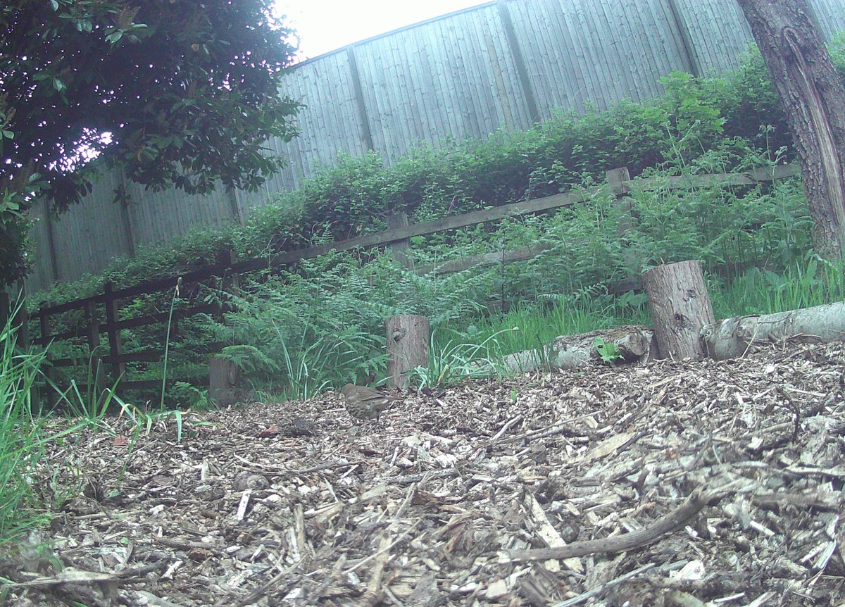 The Old Pheasantry tweet media