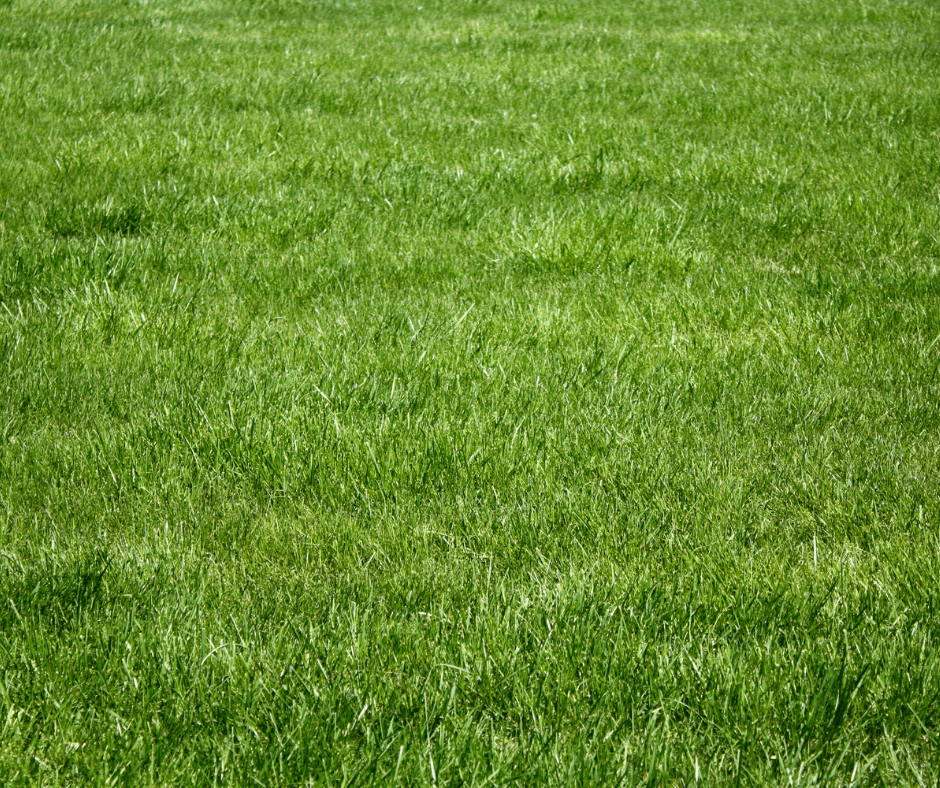 #openseatouchgrass