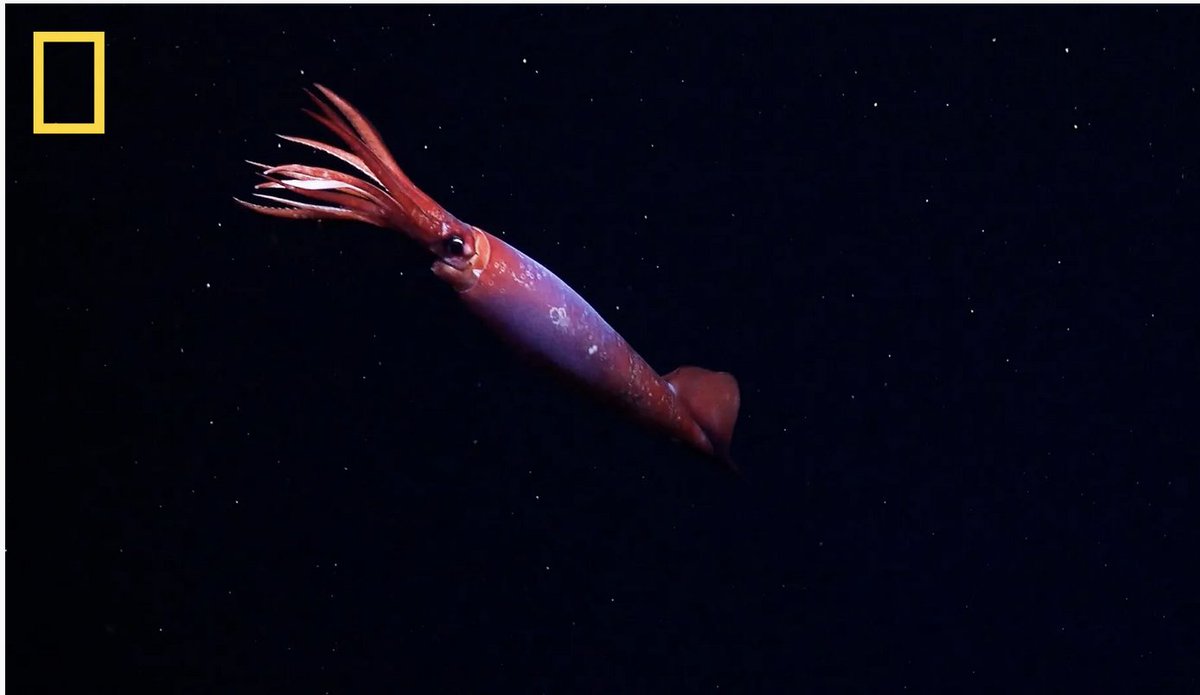 Reef Check Italia tweet media