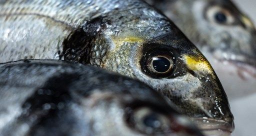 Rédaction de France Culture (@fc_actu) on Twitter photo Surpêche : les poissons toujours sous pression.
radiofrance.fr/franceculture/… Surpêche : les poissons toujours sous pression.
radiofrance.fr/franceculture/…
