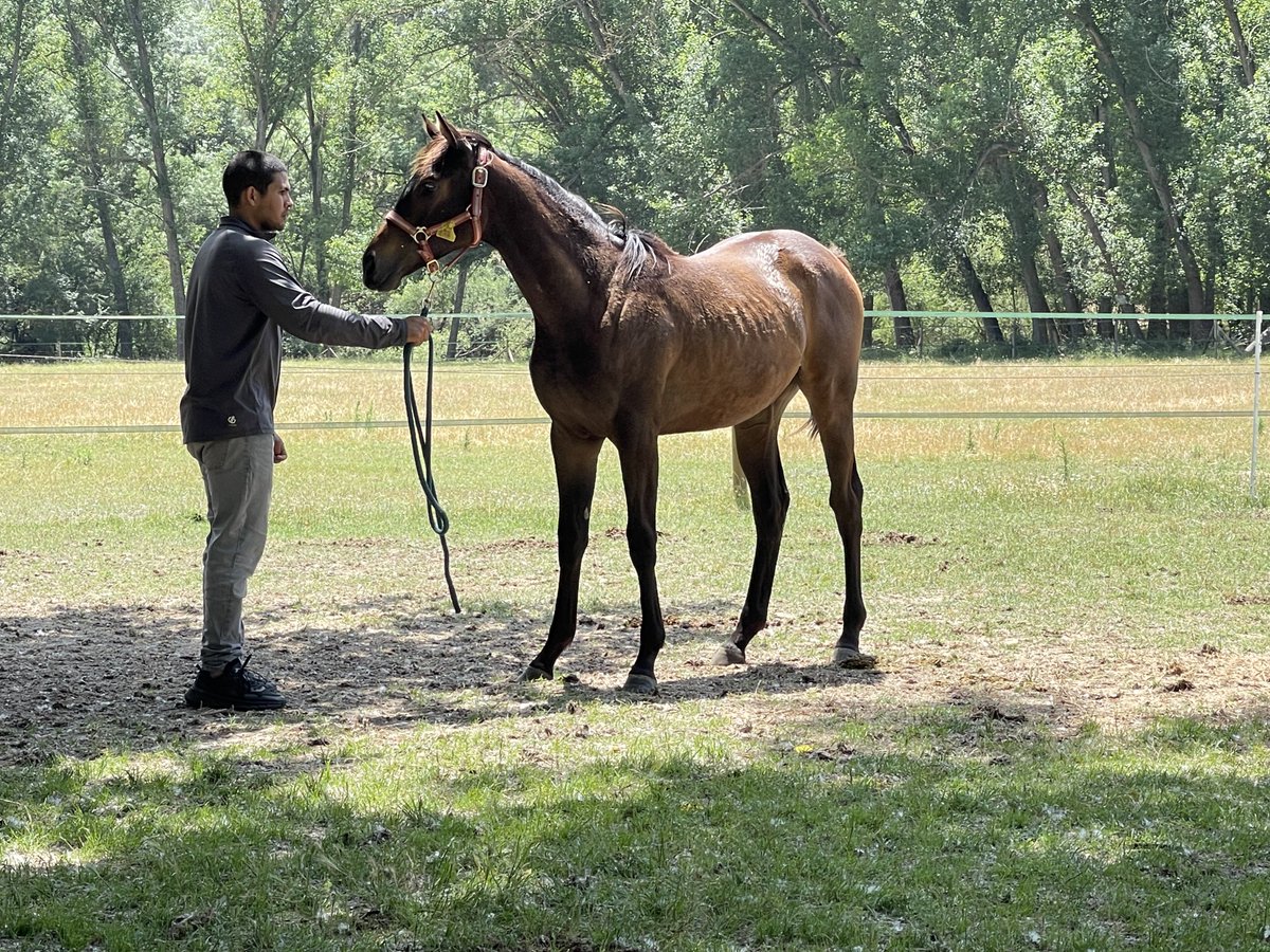 🏇🏻🇪🇸 Stamina Turf ⁰⁷ (@staminaturf) on Twitter photo Yearlings de la Yeguada La Faisanera <a href="/ArturoGrinda/">Yeguada La Faisanera/FINCA LA SERRETA</a> … está clasuda hija de Bow Creek y Viana (Camelot) tras el ejercicio diario, espera su turno para posar ante las cámaras.
Pronto novedades 📸 Yearlings de la Yeguada La Faisanera <a href="/ArturoGrinda/">Yeguada La Faisanera/FINCA LA SERRETA</a> … está clasuda hija de Bow Creek y Viana (Camelot) tras el ejercicio diario, espera su turno para posar ante las cámaras.
Pronto novedades 📸