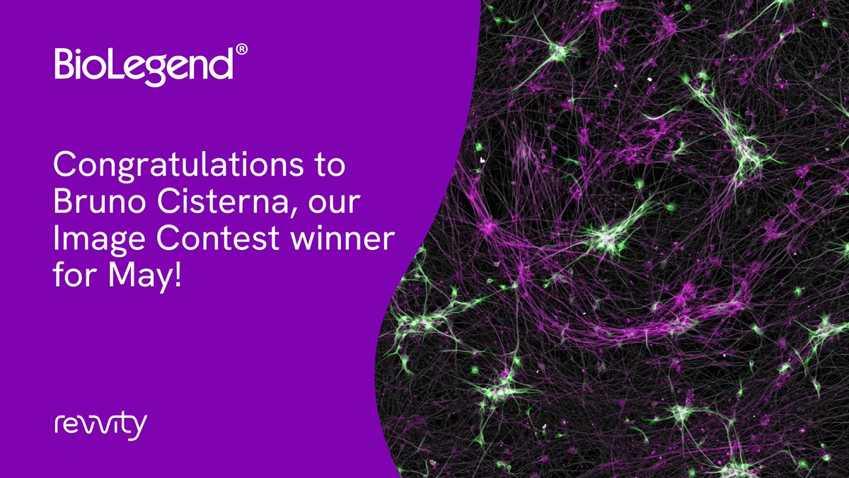 Congrats to Bruno Cisterna (<a href="/CisternaBA/">Bruno</a>, Augusta University), our May winner, for their image of Tubulin β 3, Tubulin, and MAP2 staining in human induced pluripotent stem cells. Our contest ends June 30th, so submit your best images soon! bit.ly/3ShPIfg