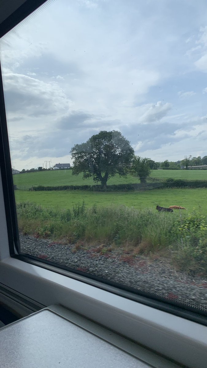 Freddylabib's tweet photo. Stress free cows 😄 https://t.co/BPYEzYRpuB