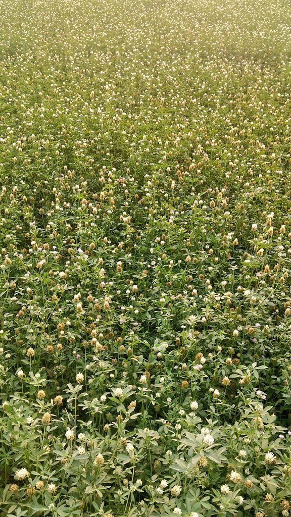 pakcommodities1's tweet photo. Pakcommodities Islamabad- bumper #cloverseed crop in Pakistan https://t.co/NDNa82ZaiV