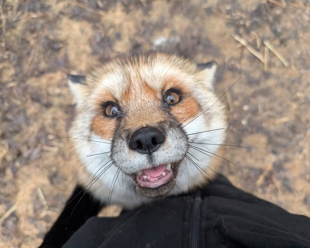 Hi