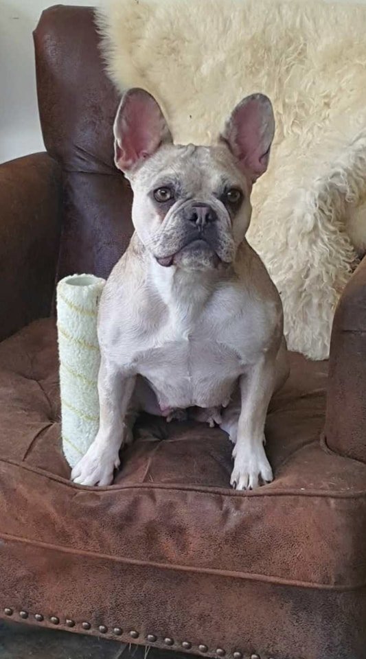 PDRescue's tweet image. Honestly these fosterers are simply dog exploiters! Telling me I have to earn my keep! First admin, then painting, I am so worn out. Somebody help me &amp;amp; take me somewhere that provides a warm lap, constant strokes &amp;amp; lots of treats. I am a PRINCESS not a SERVANT.

#SaveBee