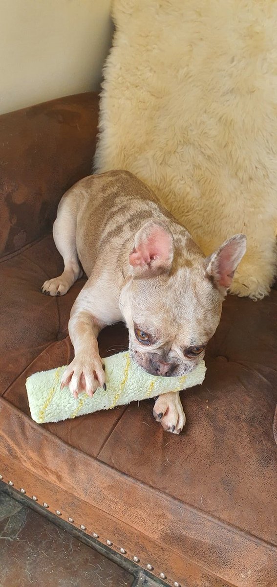 PDRescue's tweet image. Honestly these fosterers are simply dog exploiters! Telling me I have to earn my keep! First admin, then painting, I am so worn out. Somebody help me &amp;amp; take me somewhere that provides a warm lap, constant strokes &amp;amp; lots of treats. I am a PRINCESS not a SERVANT.

#SaveBee