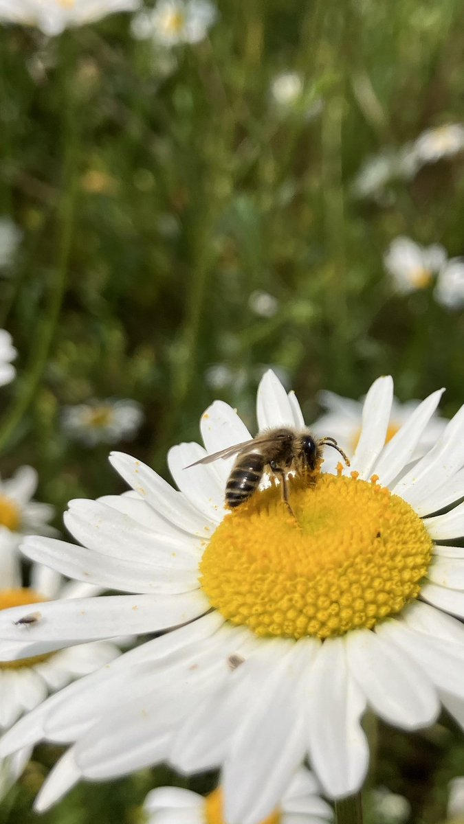 UK Pollinator Monitoring Scheme (@pomscheme) on Twitter photo The sun is shining for #FITcounts this weekend! On Sunday <a href="/PoMScheme/">UK Pollinator Monitoring Scheme</a> team enjoyed introducing families to the insect life on our community meadow, as part of The Springline Project <a href="/ChilternsNL/">Chilterns National Landscape</a> #MendtheGap We’d love to hear of other community events where you are 🐝☀️<a href="/UK_CEH/">UK Centre for Ecology & Hydrology</a> The sun is shining for #FITcounts this weekend! On Sunday <a href="/PoMScheme/">UK Pollinator Monitoring Scheme</a> team enjoyed introducing families to the insect life on our community meadow, as part of The Springline Project <a href="/ChilternsNL/">Chilterns National Landscape</a> #MendtheGap We’d love to hear of other community events where you are 🐝☀️<a href="/UK_CEH/">UK Centre for Ecology & Hydrology</a>