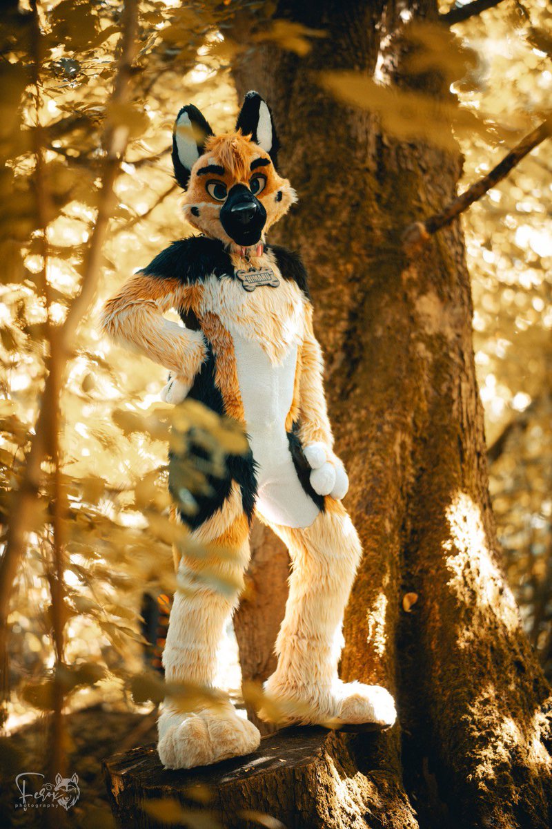 Himaru_Shepherd's tweet image. Good evening there
#FursuitFriday
πΈferox