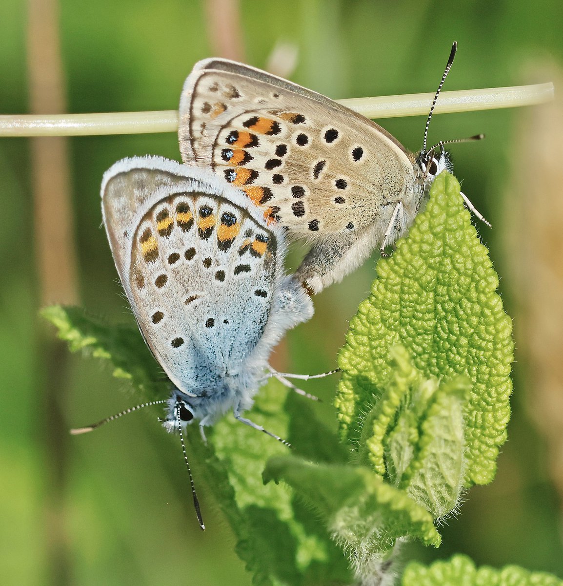 Steve Nikols (@nikols_steve) on Twitter photo Mating Silver-studded Blues, Prees Heath Common, Shropshire, 11/6. <a href="/NuneatonBirder/">Gary Hobbs</a> <a href="/BC_WestMids/">West Midlands Butterfly Conservation</a> <a href="/savebutterflies/">Butterfly Conservation 🦋</a> Mating Silver-studded Blues, Prees Heath Common, Shropshire, 11/6. <a href="/NuneatonBirder/">Gary Hobbs</a> <a href="/BC_WestMids/">West Midlands Butterfly Conservation</a> <a href="/savebutterflies/">Butterfly Conservation 🦋</a>