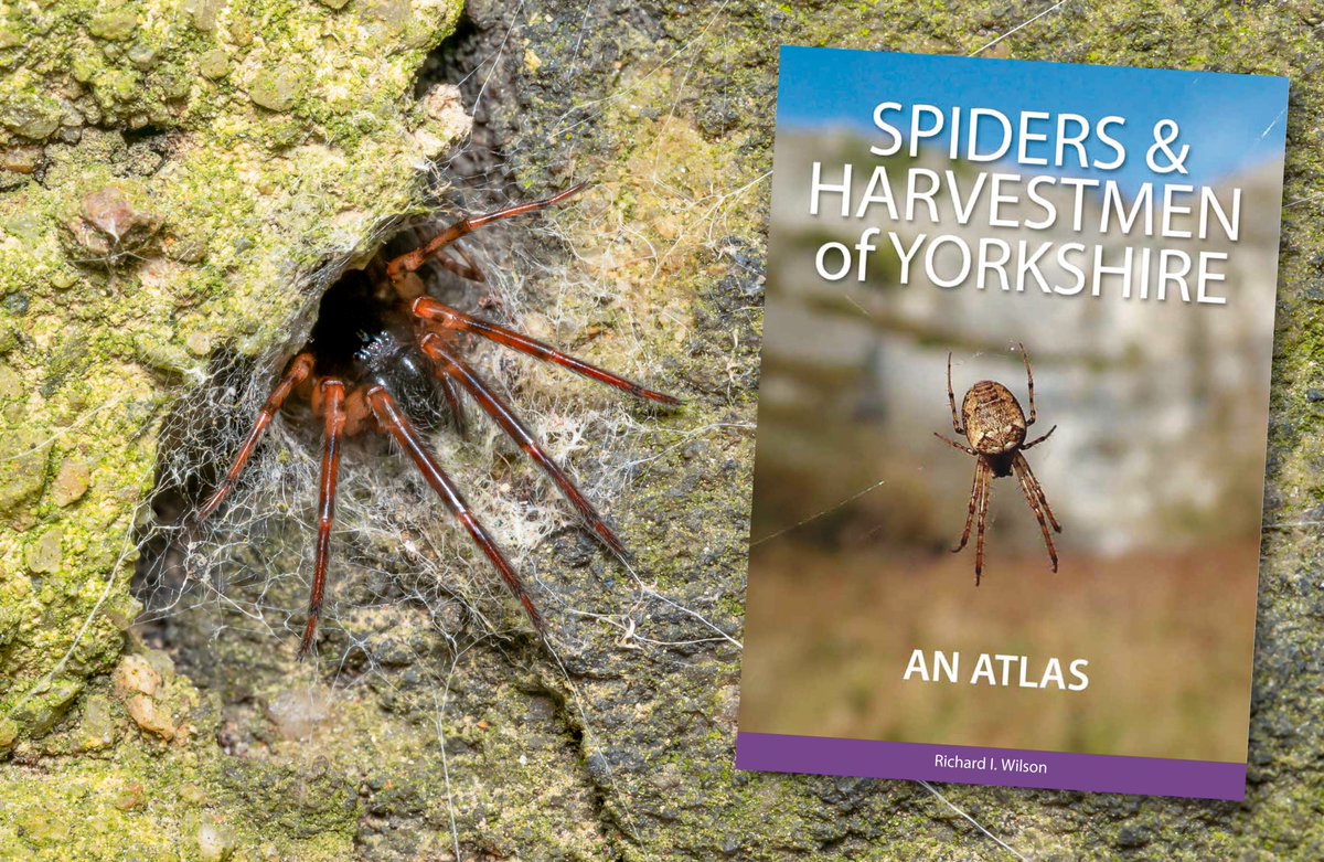 NatureBureau (@naturebureau) on Twitter photo Our latest book SPIDERS & HARVESTMEN OF YORKSHIRE by Richard I. Wilson is nearing completion for publication this Autumn - Grab a bargain, pre-order your copy now & SAVE £10 on published price - order online at naturebureau.co.uk/bookshop <a href="/YorksWildlife/">Yorkshire Wildlife Trust - follow us on Bluesky 🦋</a> <a href="/BritishSpiders/">BAS</a> Our latest book SPIDERS & HARVESTMEN OF YORKSHIRE by Richard I. Wilson is nearing completion for publication this Autumn - Grab a bargain, pre-order your copy now & SAVE £10 on published price - order online at naturebureau.co.uk/bookshop <a href="/YorksWildlife/">Yorkshire Wildlife Trust - follow us on Bluesky 🦋</a> <a href="/BritishSpiders/">BAS</a>