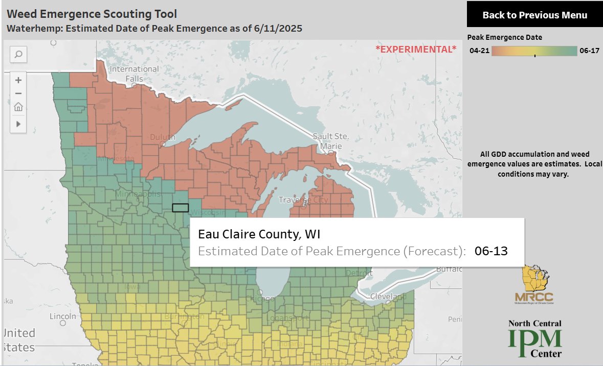 Peak emergence of Waterhemp is beginning to occur across the Upper Midwest, in places like Eau Claire, though the far northern reaches of the region have not yet had their first emergence yet. 

Check our our new Weed Emergence Scouting Tool (WEST) ➡️mrcc.purdue.edu/WEST-Desktop