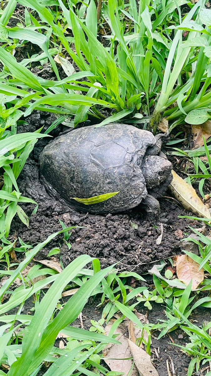 ¡Buenas noticias! 🐢✨ Aparecieron las tortugas en la Laguna de Chapulco, ¡están en su periodo de desove! 🌿💚 Démosles espacio y cuidemos su hogar: no las molestes, no tires basura y respeta a todos los animalitos. #ChapulcoVivo #LacapitalImparable #Puebla