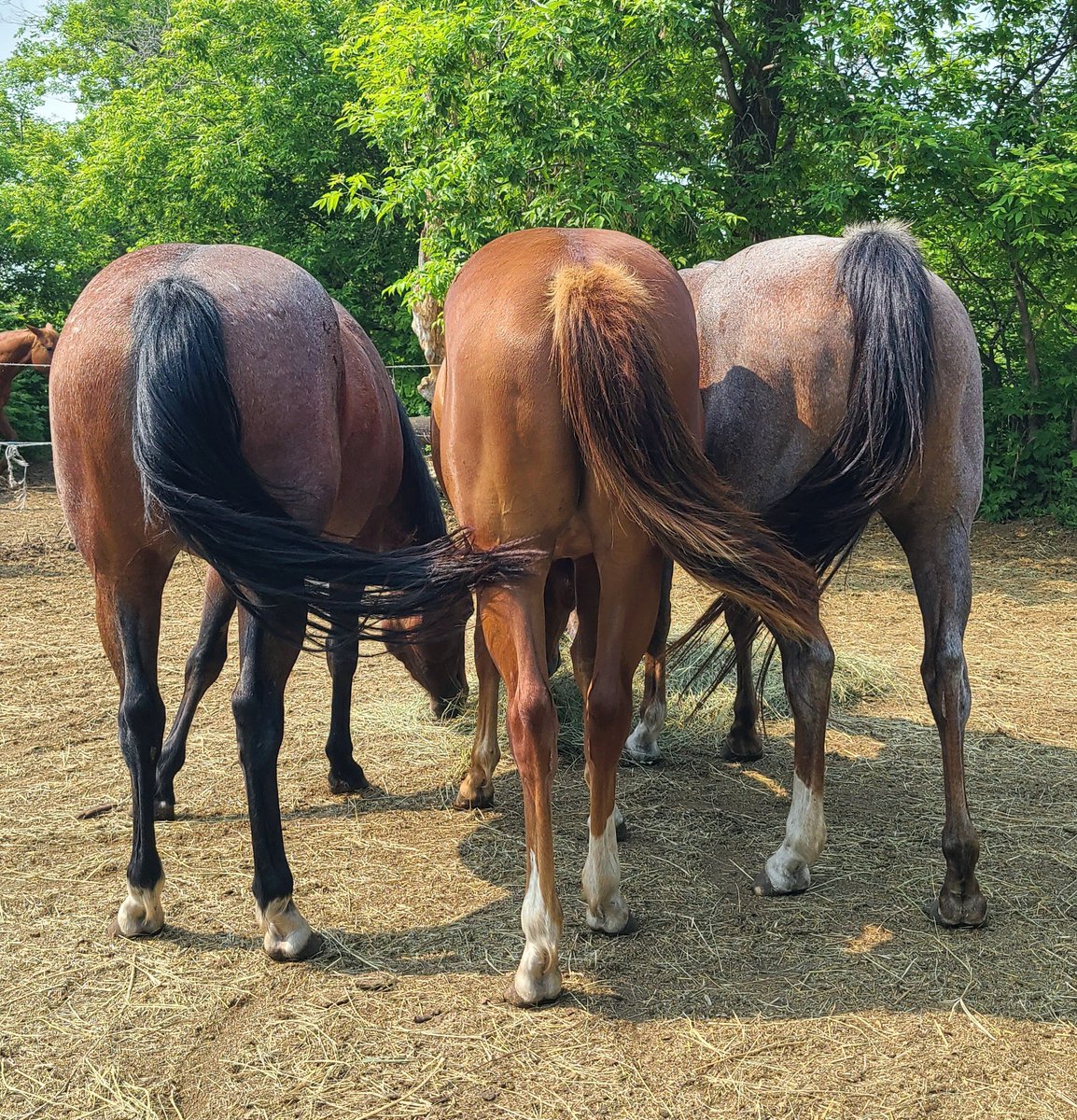 JBMEquiFarms's tweet photo. #Family
#MommaG
#opal #ruby https://t.co/3MZSAgYzWc