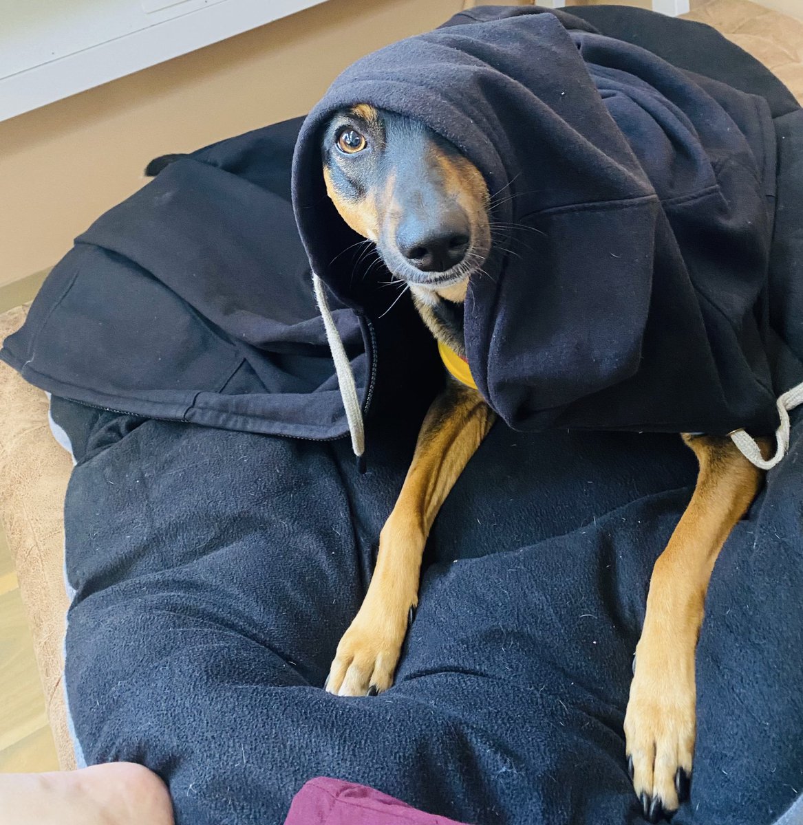 Reporting live from bed:
50% sick, 50% slaying, 100% supervised by this furball 🐶🖤

This is called Pawductivity😎