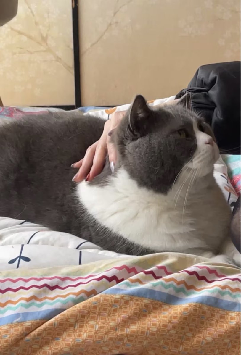 dirya_cos's tweet image. sir Pancake looks absolutely happy
because beautiful girl pet him 
* loud purring*
#car #car #bigcat
