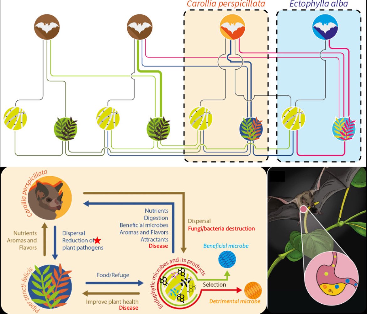 The Chaverri Mycology Lab is seeking a highly motivated Postdoctoral Researcher to contribute to an interdisciplinary project exploring how bat-mediated seed dispersal influences plant microbiomes and pathogen dynamics in tropical ecosystems. See jobs.apsnet.org/job/postdoctor…