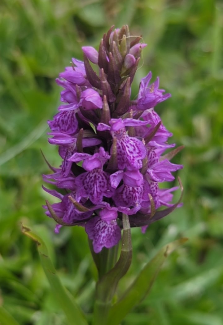 Not sure if this is some kind of orchid, but it casts a solitary figure in the garden which I've left alone. Any i.ds please.