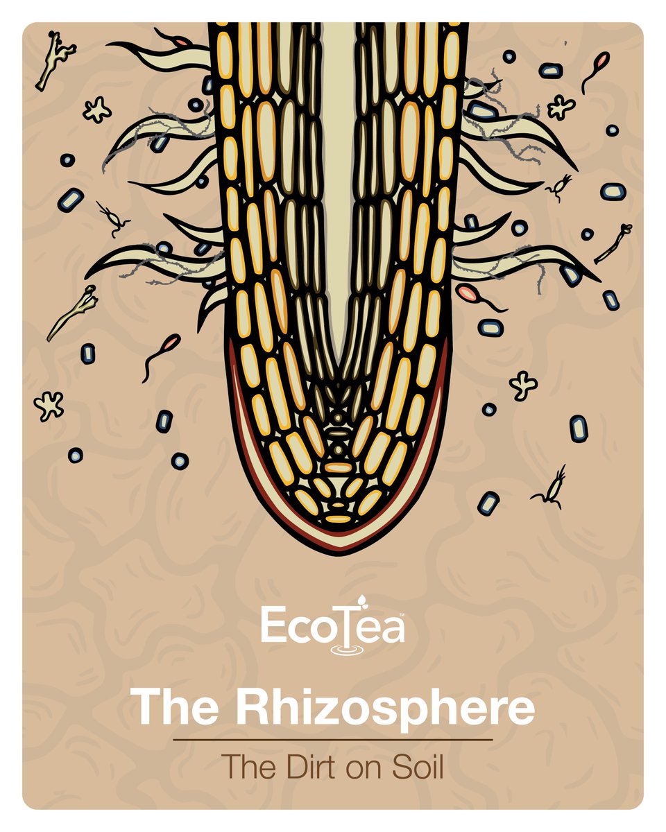 The biological mysteries beneath our feet are concentrated around plant roots in the fast moving world of the rhizosphere.  This thin layer of activity is the place that can make or break a harvest. While it's easy to supply the chemical components based on soil analysis, the