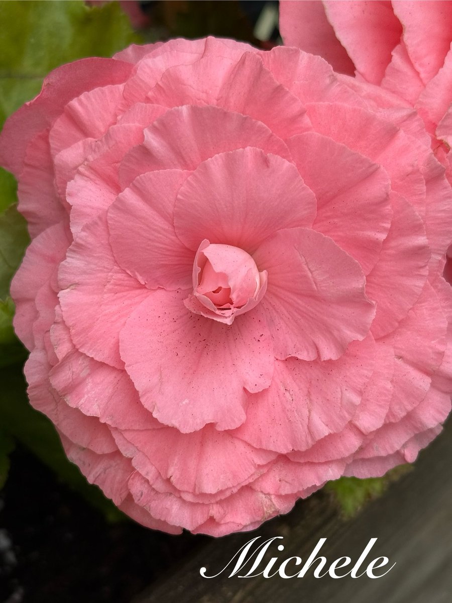 gingerartist1's tweet image. Happy Friday! Have a great weekend! πΈπ©·π #PinkFriday #flowers #GardeningX #GardeningTwitter #mygarden #garden #flowersonfriday #FlowerPhotography #FlowersOnX