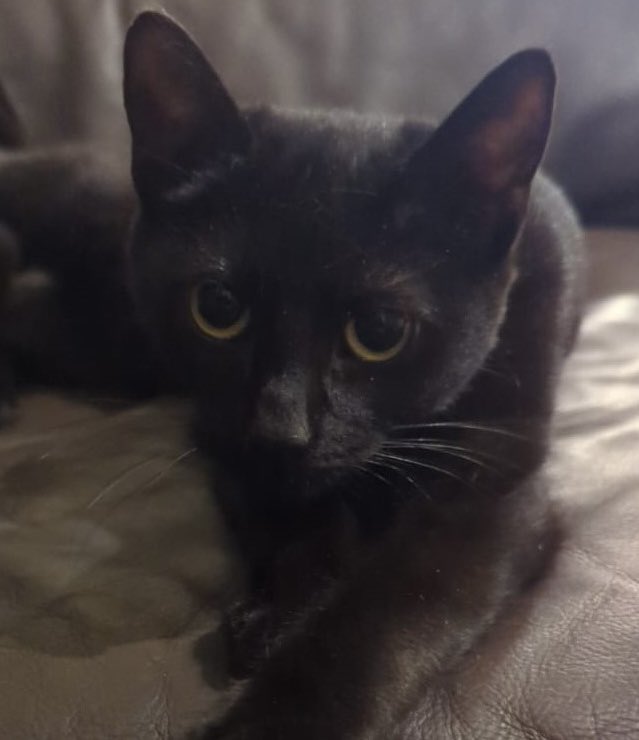 Chiltern CP (@cpchiltern) on Twitter photo #MISSINGCAT as from today (13/06/25) from Halton Camp HP22 (betwn Wood Lane & Tring Rd). Shaved patch on her side. Very timid. Microchipped 🙏 check sheds, garden if in the area & let us know of any sightings (PM/email welfare@chiltern.cats.org.uk) Thanks #CatsOfTwitter #CatsOfX #MISSINGCAT as from today (13/06/25) from Halton Camp HP22 (betwn Wood Lane & Tring Rd). Shaved patch on her side. Very timid. Microchipped 🙏 check sheds, garden if in the area & let us know of any sightings (PM/email welfare@chiltern.cats.org.uk) Thanks #CatsOfTwitter #CatsOfX