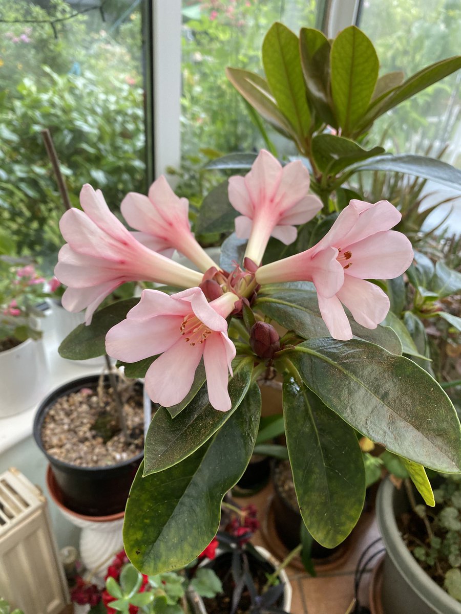 My Pink Rhododendron leucogigas is finally flowering the first time for me 🥳