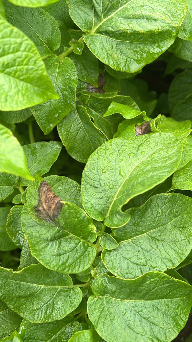 Last job for a Friday, samples taken #blightscout