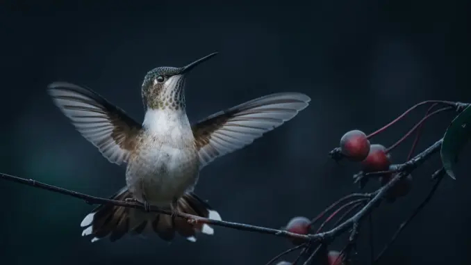 The 2025 Hummingbird Flash Fiction Prize closes this weekend on June 15th! Be sure to get your entries in by then for a chance at the $300 top prize and publication in Pulp Literature Issue 49, Winter 2026.

pulpliterature.com/last-call-for-…

#writingcontest #flashfictioncontest