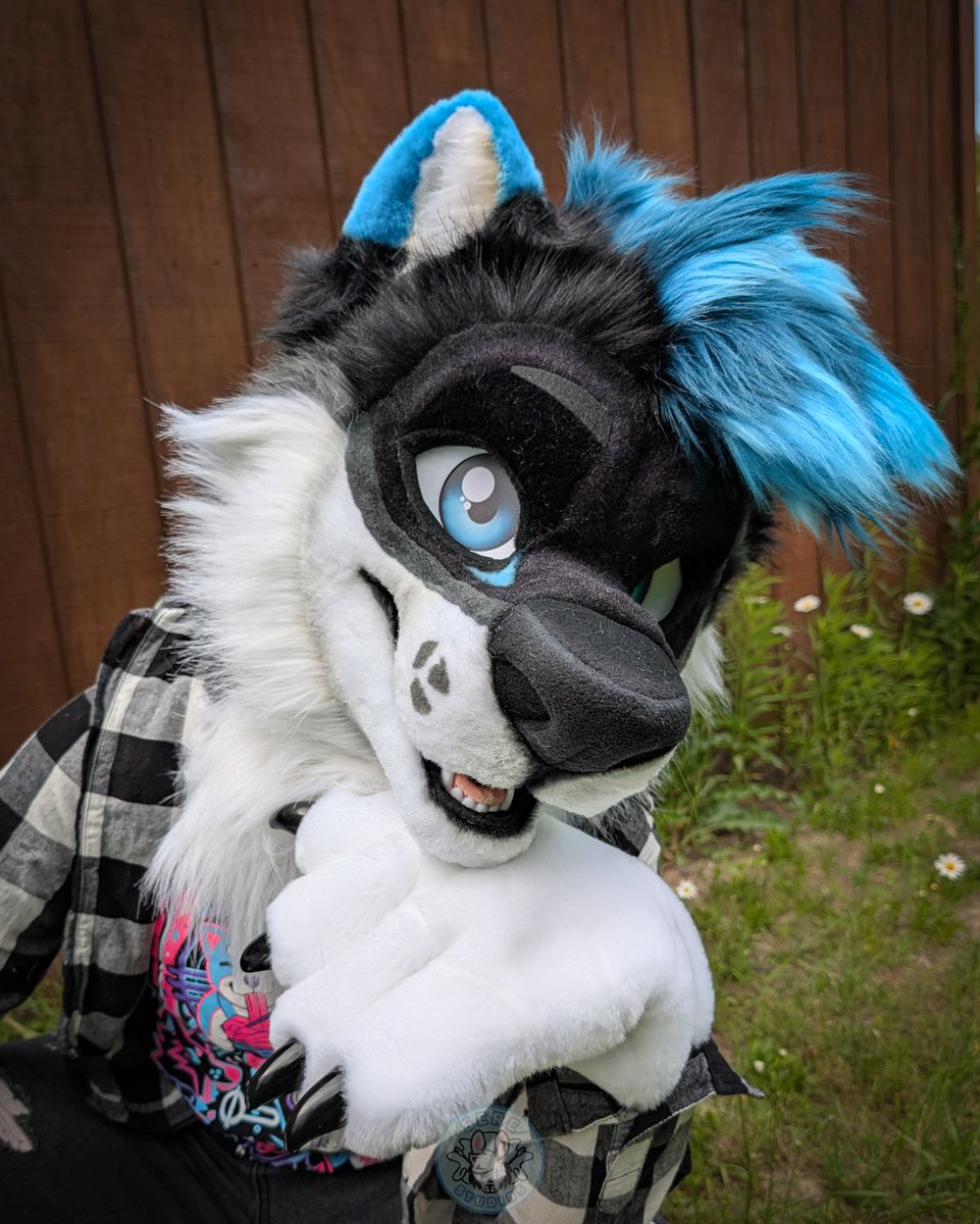 serestudios's tweet image. Oh heck its Fursuit Friday again and there's a new wolf on the loose! Here's Halligan!