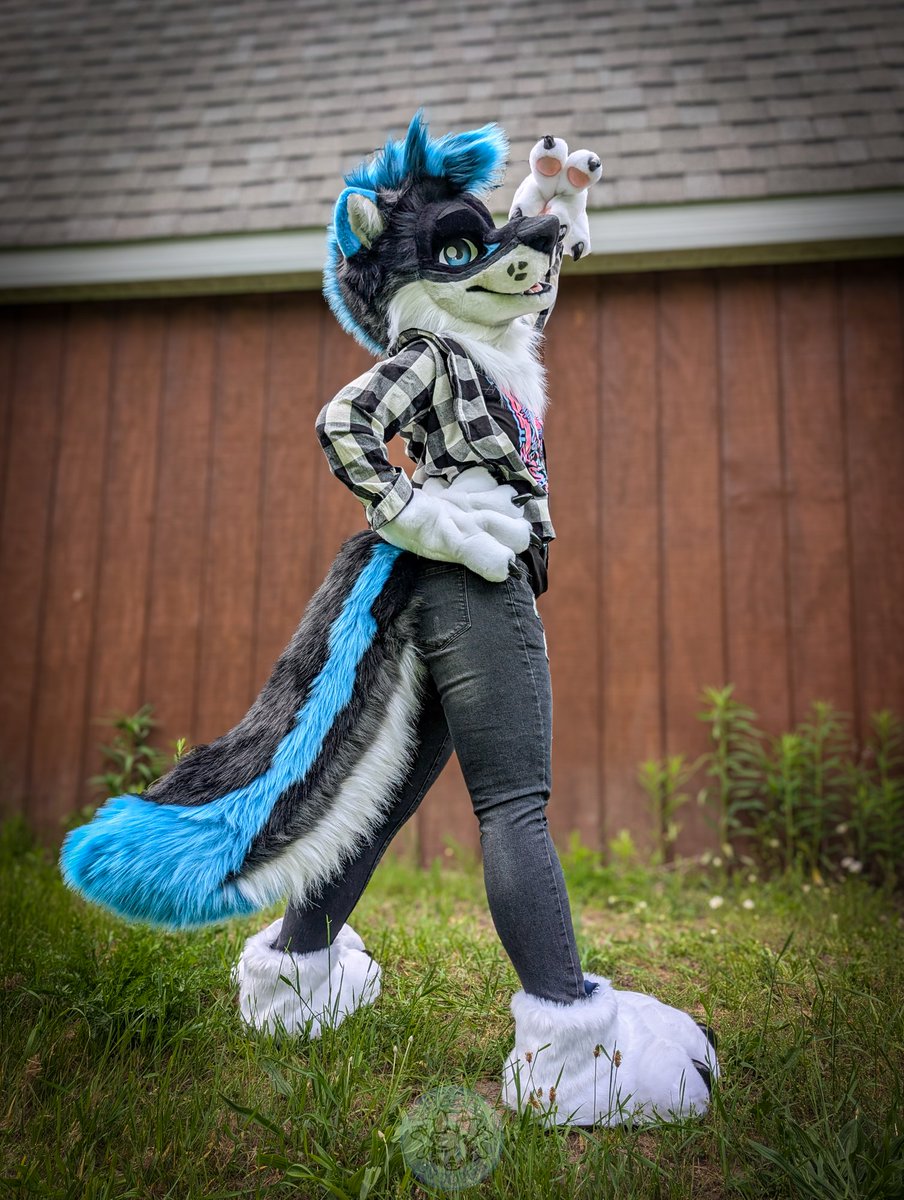 serestudios's tweet image. Oh heck its Fursuit Friday again and there's a new wolf on the loose! Here's Halligan!