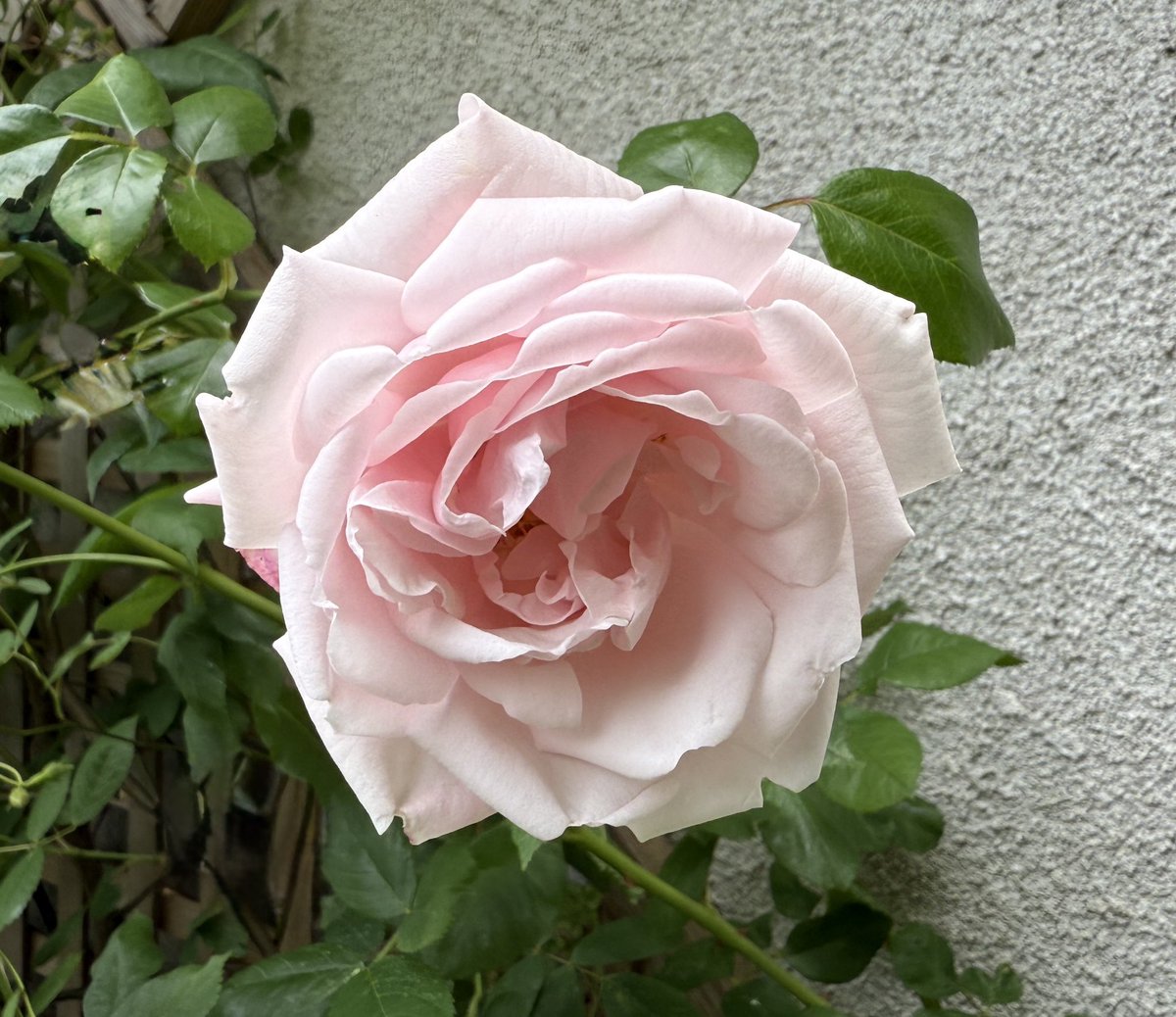 Love this baby pink New Dawn rose, thought I’d lost it, but it’s just popped up! Happy Friday all! 🩷🥀💕🌹#flowersonfriday #FridayPink #MyGarden #GardeningX