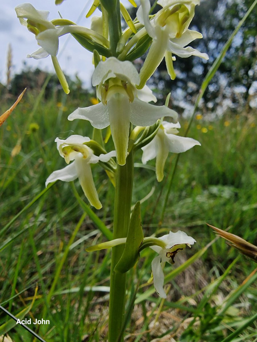 Acid John (@johnacid) on Twitter photo Ok it's not a Ghost orchid but it is the first Greater Butterfly Orchid that I've found myself after visiting Parkhall, Stoke-on-Trent every year since the late 60's. Just the one but it did make my heart jump <a href="/orchidsorknot/">Gareth Lambe</a> <a href="/thenewgalaxy/">Dr Richard Bate</a> may it be the first of many 🥳🍻 Ok it's not a Ghost orchid but it is the first Greater Butterfly Orchid that I've found myself after visiting Parkhall, Stoke-on-Trent every year since the late 60's. Just the one but it did make my heart jump <a href="/orchidsorknot/">Gareth Lambe</a> <a href="/thenewgalaxy/">Dr Richard Bate</a> may it be the first of many 🥳🍻