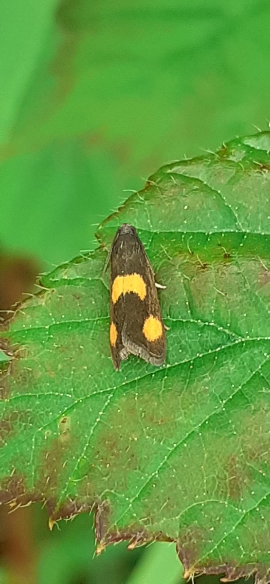 Hils1904's tweet photo. My first time to see this moth - an Orange-spot piercer, I think, in Co. Wexford today. #TwitterNatureCommunity https://t.co/LdRACwKMH4