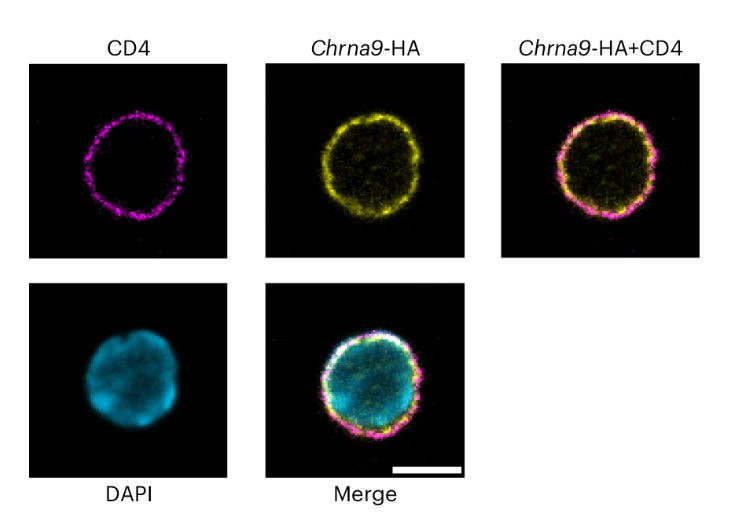 Immunology Podcast (@immunopodcast) on Twitter photo How does #acetylcholine affect immune cell development?
Researchers at <a href="/pmcancercentre/">Princess Margaret Cancer Centre</a> showed that cholinergic signaling regulates negative selection in the #thymus.
<a href="/NatImmunol/">Nature Immunology</a> paper: go.nature.com/45h30Ar
Episode: bit.ly/43x7L7B How does #acetylcholine affect immune cell development?
Researchers at <a href="/pmcancercentre/">Princess Margaret Cancer Centre</a> showed that cholinergic signaling regulates negative selection in the #thymus.
<a href="/NatImmunol/">Nature Immunology</a> paper: go.nature.com/45h30Ar
Episode: bit.ly/43x7L7B