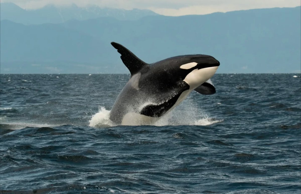 ThePWWA's tweet image. Seeing a whale breach? Awesome
Seeing famous Bigg's killer whale T63 "Chainsaw"? Super awesome.
Seeing Chainsaw breach? OUT OF THIS WORLD!!! π€―
π·: Sara Jenkins, @WildWhalesVan