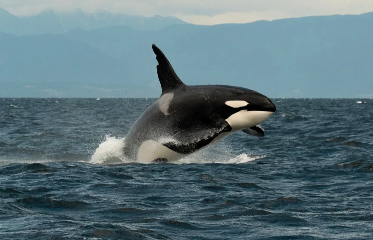 ThePWWA's tweet image. Seeing a whale breach? Awesome
Seeing famous Bigg's killer whale T63 "Chainsaw"? Super awesome.
Seeing Chainsaw breach? OUT OF THIS WORLD!!! π€―
π·: Sara Jenkins, @WildWhalesVan