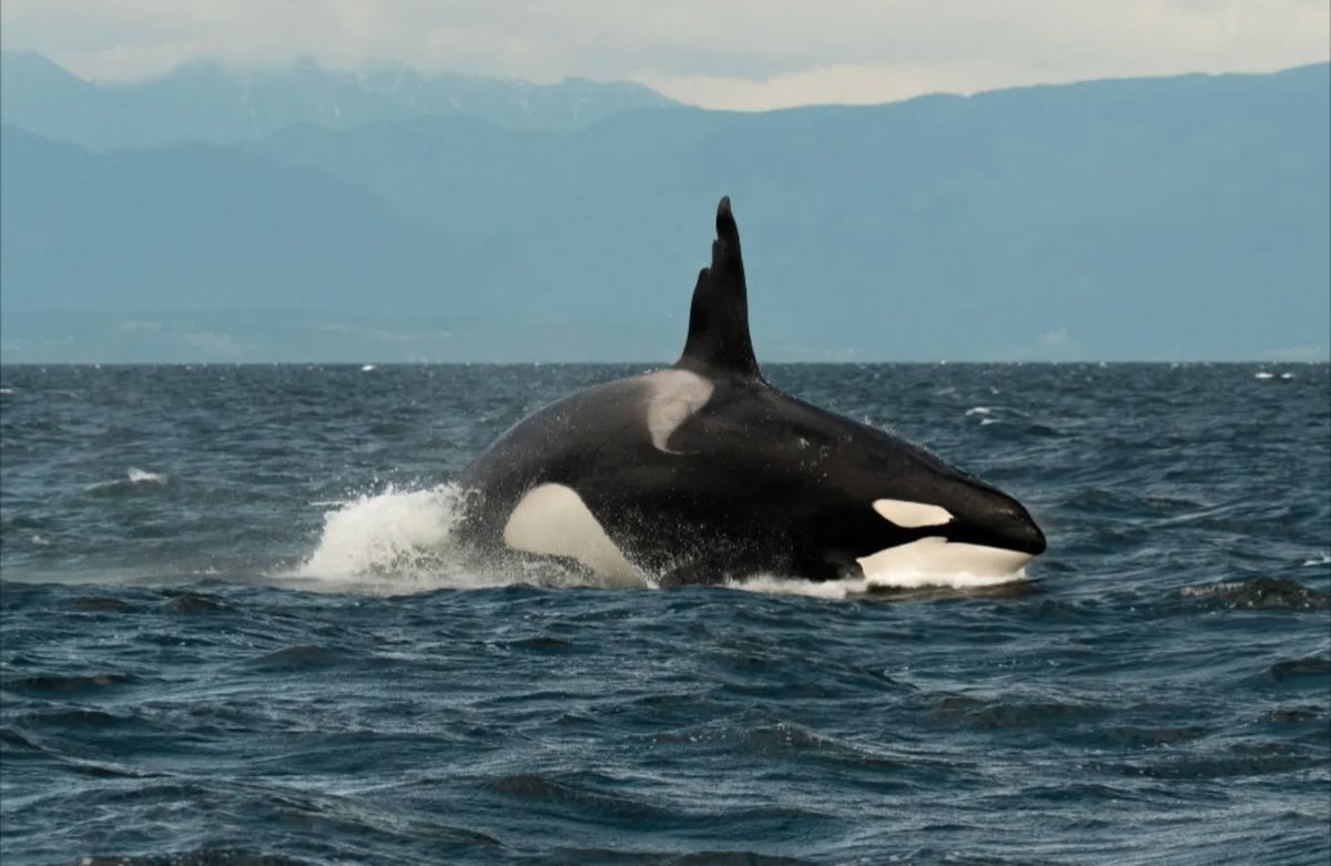 ThePWWA's tweet image. Seeing a whale breach? Awesome
Seeing famous Bigg's killer whale T63 "Chainsaw"? Super awesome.
Seeing Chainsaw breach? OUT OF THIS WORLD!!! π€―
π·: Sara Jenkins, @WildWhalesVan