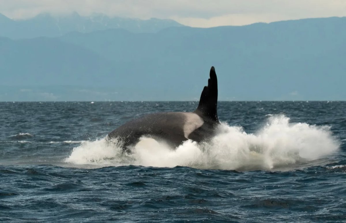 ThePWWA's tweet image. Seeing a whale breach? Awesome
Seeing famous Bigg's killer whale T63 "Chainsaw"? Super awesome.
Seeing Chainsaw breach? OUT OF THIS WORLD!!! π€―
π·: Sara Jenkins, @WildWhalesVan