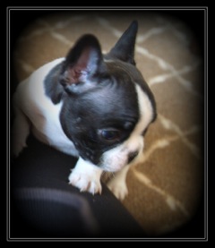 Bulldog78932701's tweet image. my fear was if I wrote it here,  it would be more true. Sorry I didn't get to all the DMs.. I didn't post for a few days and you all were worried about me.. haha. Its a little cute and funny. TY. My Shadow's tumor is growing again.. after radiation last year, it went from the