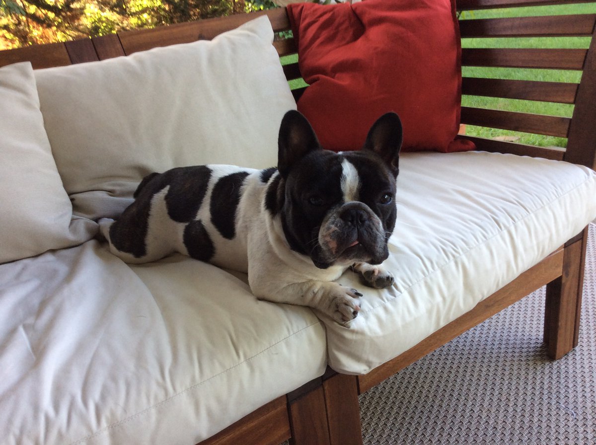 Bulldog78932701's tweet image. my fear was if I wrote it here,  it would be more true. Sorry I didn't get to all the DMs.. I didn't post for a few days and you all were worried about me.. haha. Its a little cute and funny. TY. My Shadow's tumor is growing again.. after radiation last year, it went from the