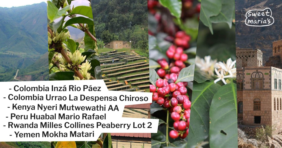 We’ve got six latest additions to the green coffee catalog, including a floral Rwanda peaberry, a Kenya AA lot with classic citrus acidity, a caramelized and nutty Peru, and new crop Colombia and Yemen coffee.

Shop now: sweetmarias.com/catalogsearch/…